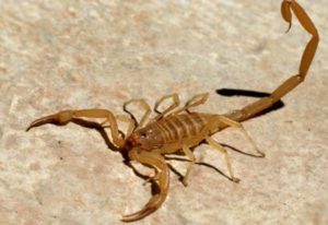 Prevenção de acidentes com escorpião