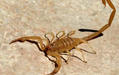 Prevenção de acidentes com escorpião – veja as dicas