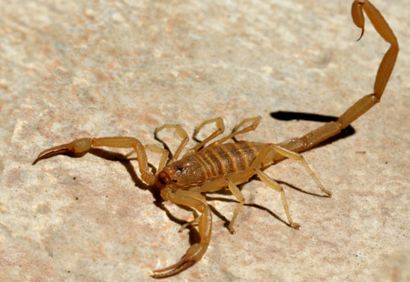 Prevenção de acidentes com escorpião – veja as dicas